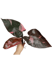 Philodendron Pink Princess Kopfsteckling