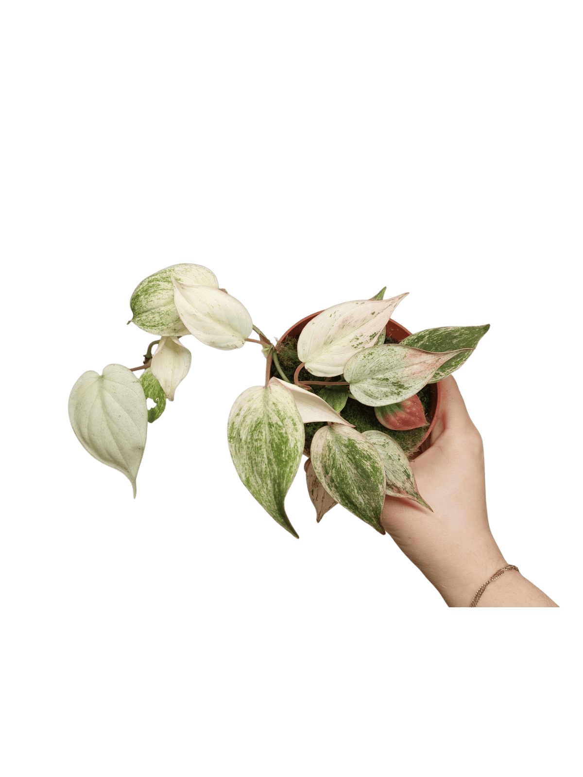 Philodendron Micans Pink