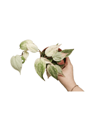 Philodendron Micans Pink