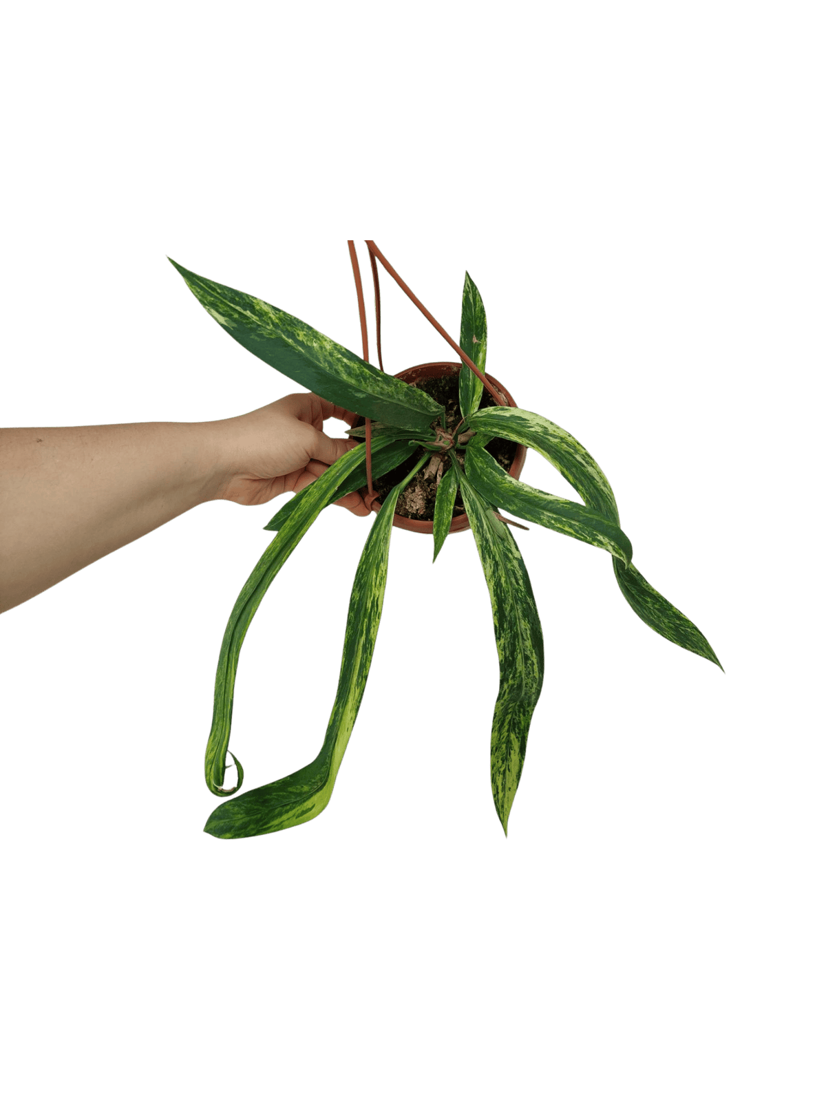 Anthurium Vittarifolium Variegata groß