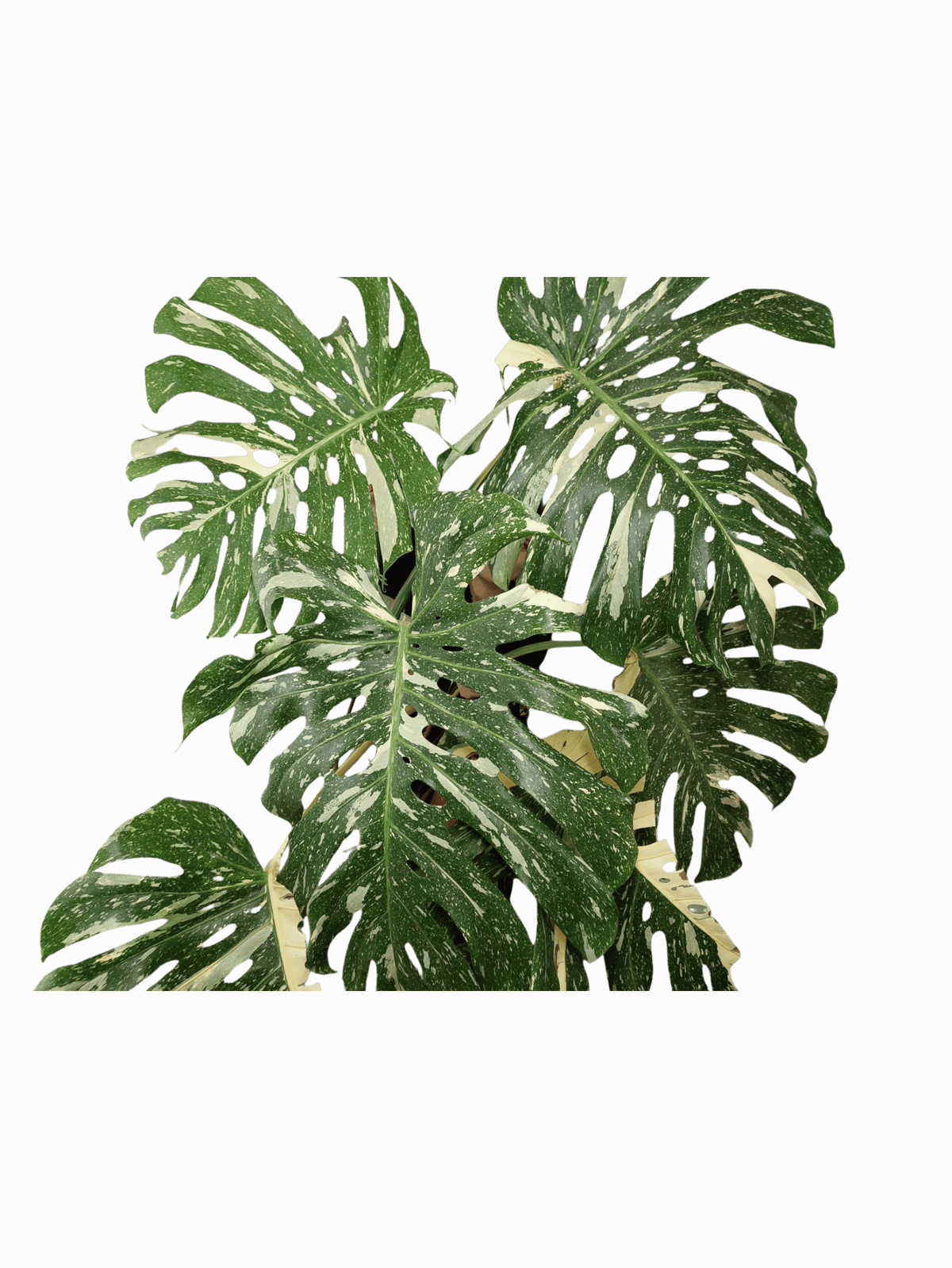Monstera Thai Constellation XXL