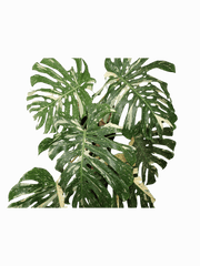 Monstera Thai Constellation XXL