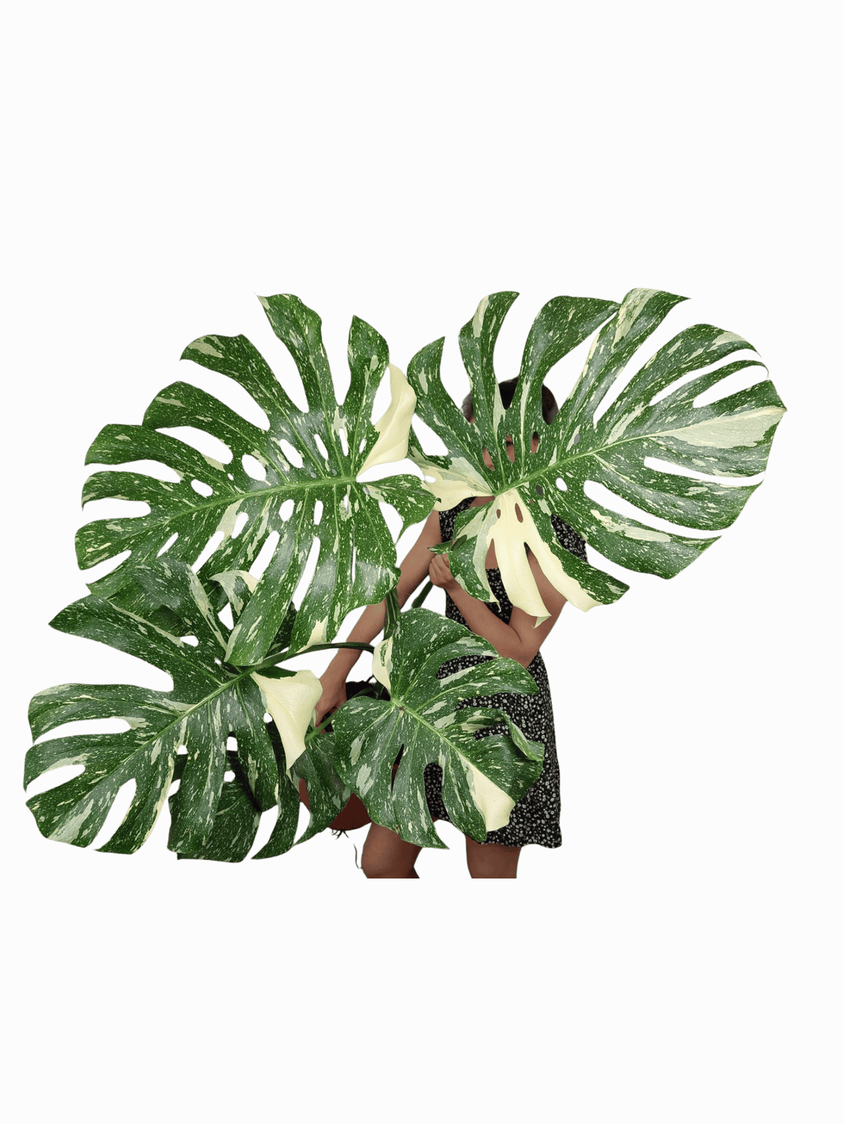 Monstera Thai Constellation XXL