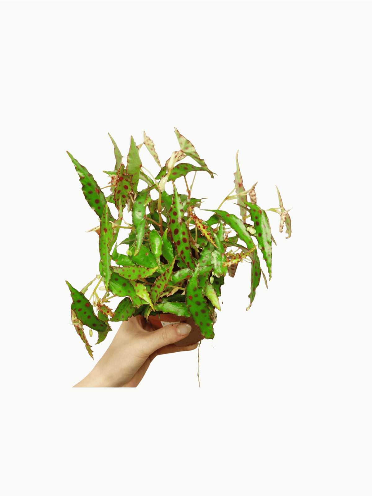 Begonia Amphioxus