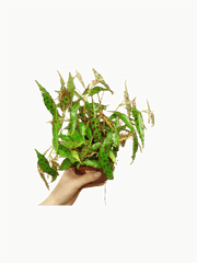 Begonia Amphioxus