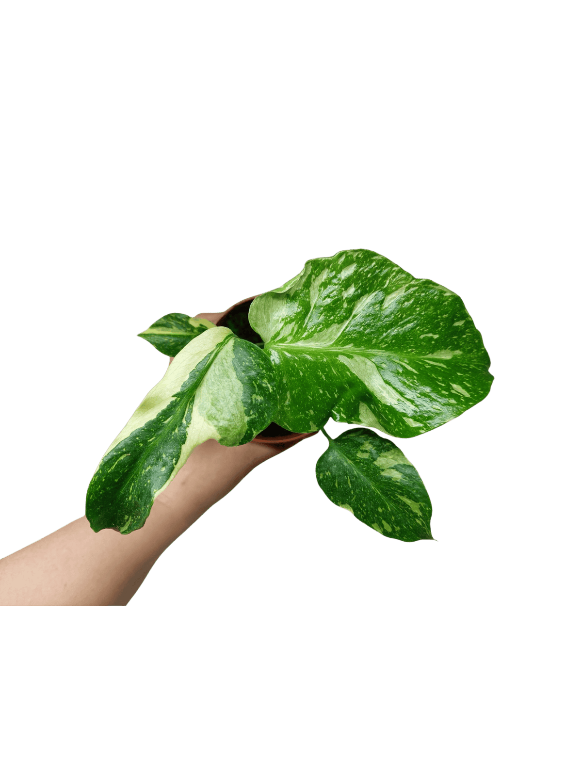 Monstera Electrolight / Electrolyte