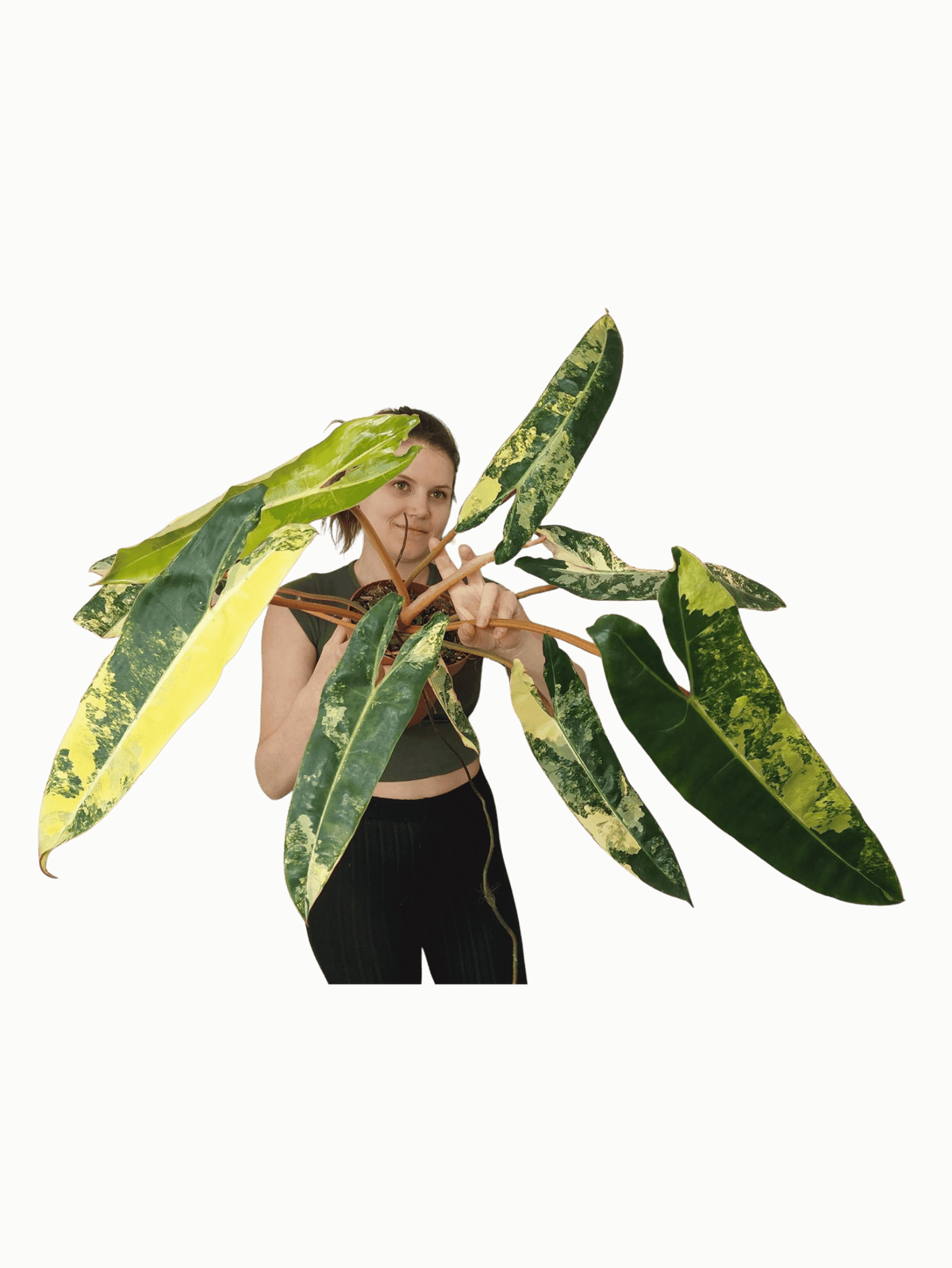 Philodendron Billietiae Variegata XXL