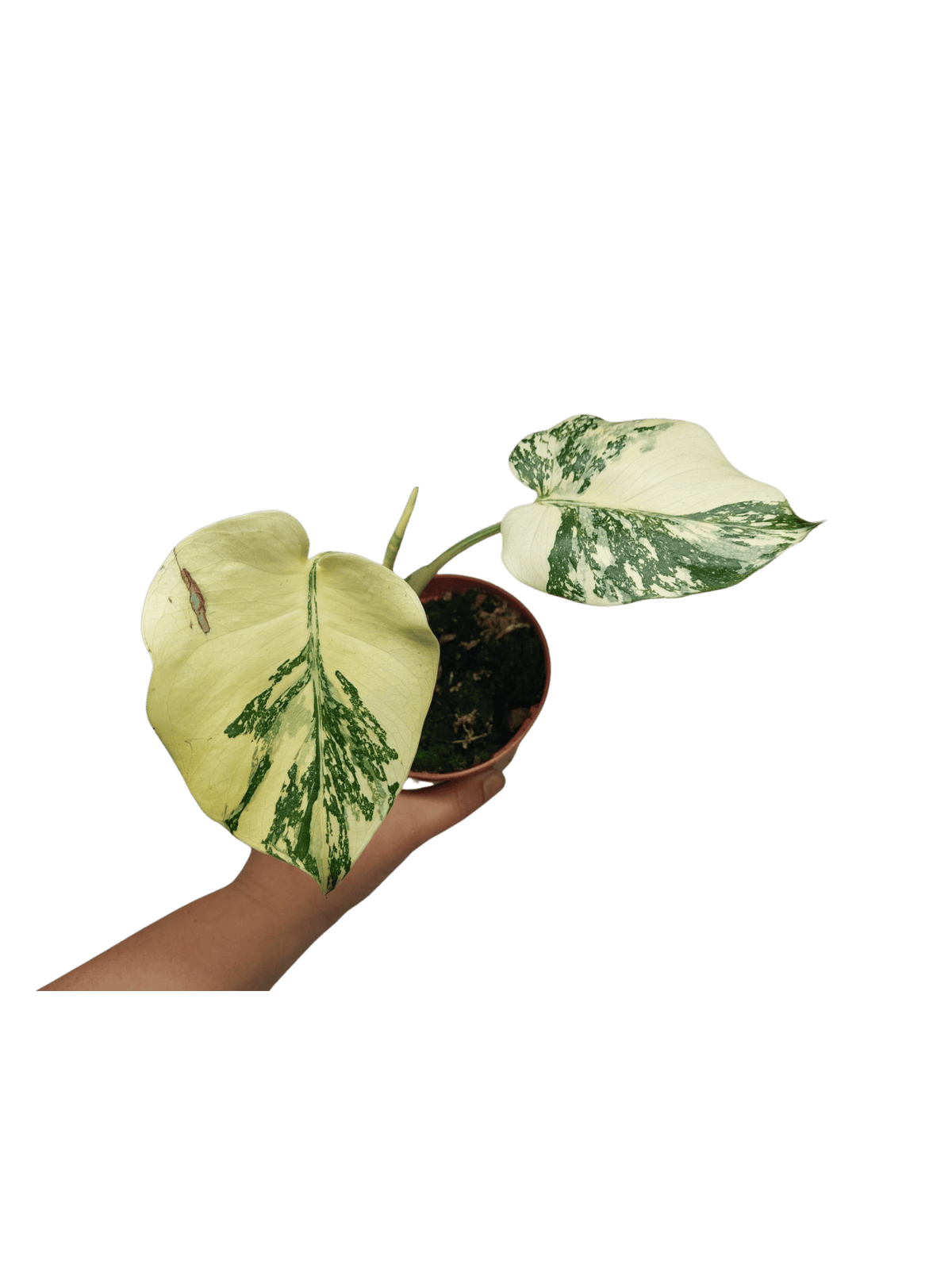 Monstera Thai Creme Brulee