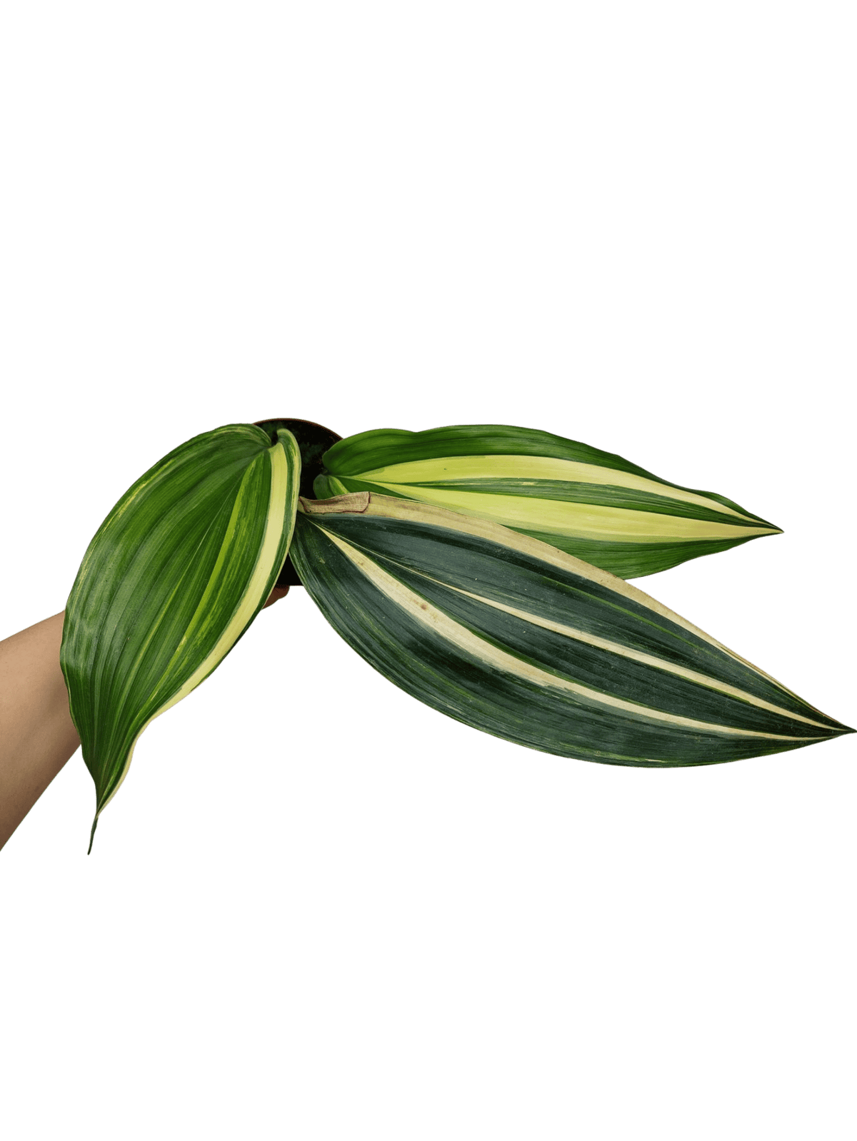 Aspidistra Elatior Variegata