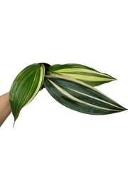 Aspidistra Elatior Variegata