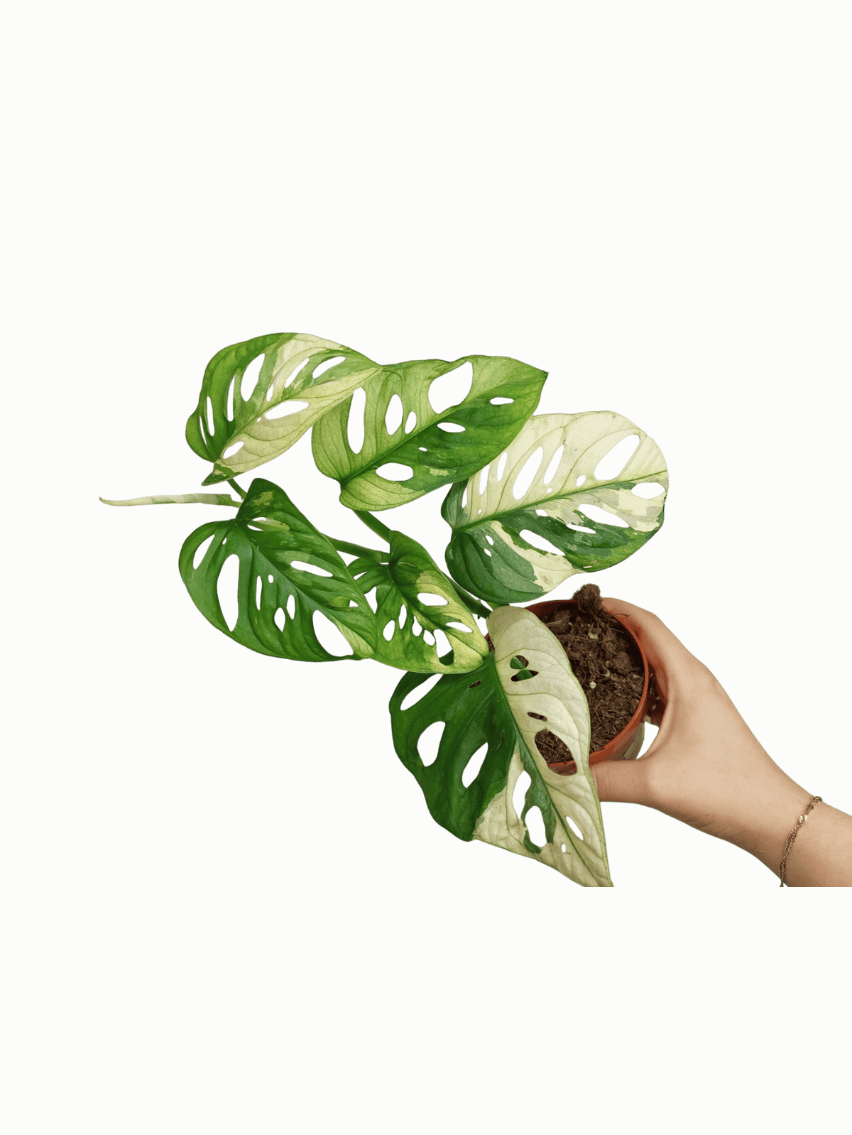 Monstera Adansonii Variegata