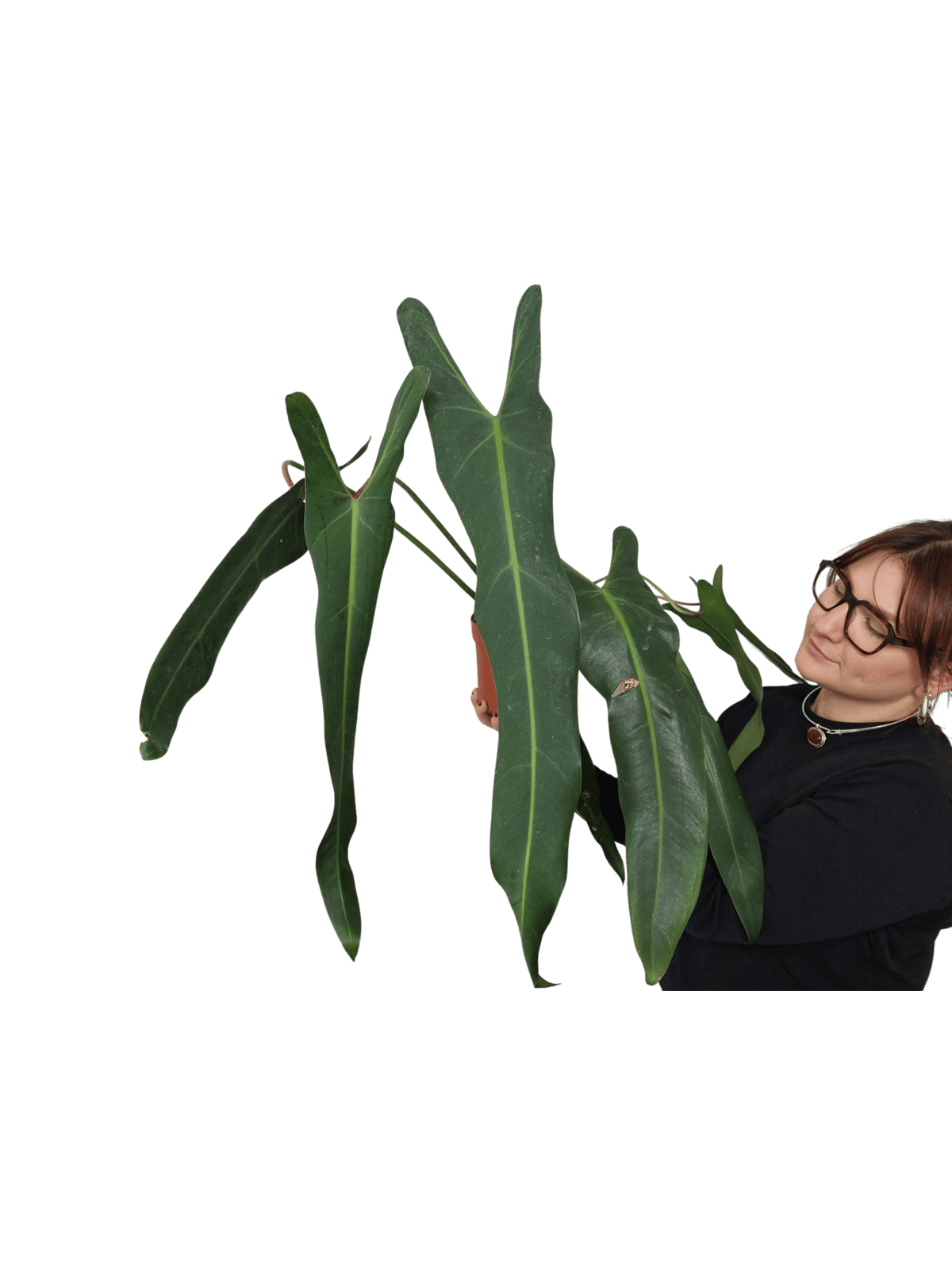 Philodendron Spiritus Sancti Adult