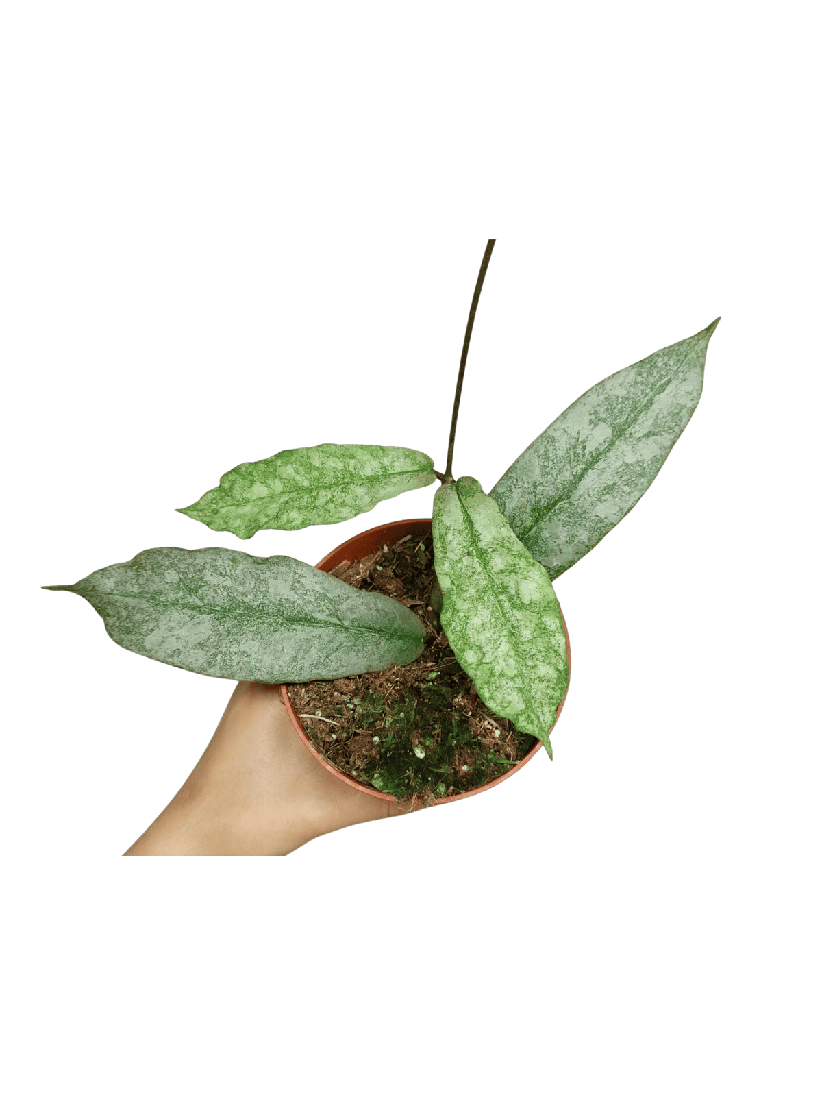 Hoya Mitrata Silver