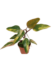 Philodendron Strawberry Shake