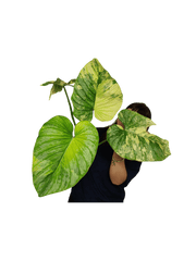 Philodendron Mamei Aurea Variegata