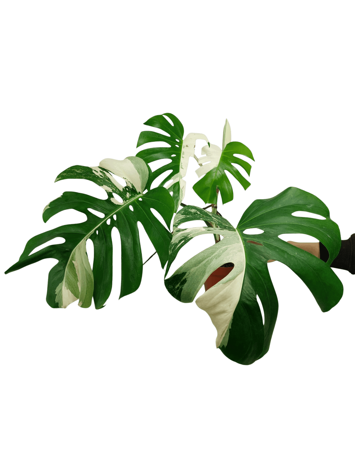 Monstera Variegata mit Frucht