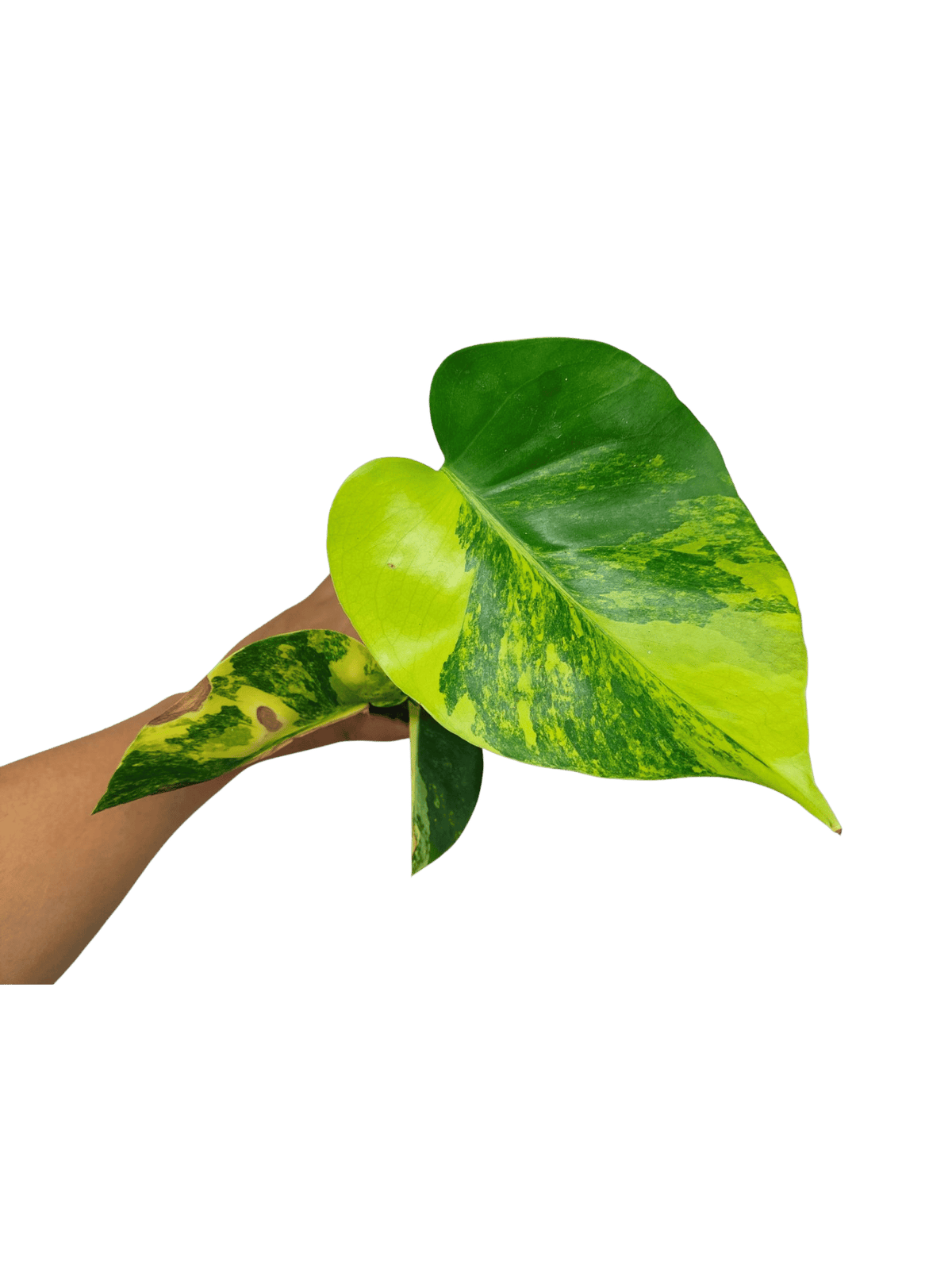Monstera Aurea Yellow Marilyn 1A