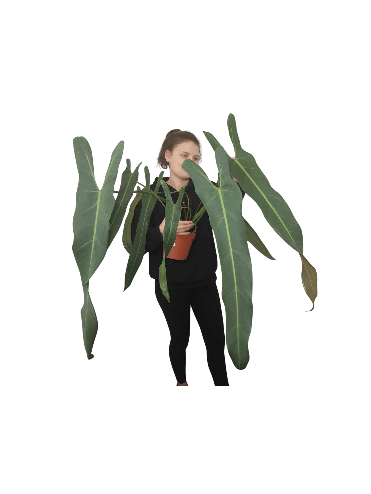 Philodendron Spiritus Sancti Adult