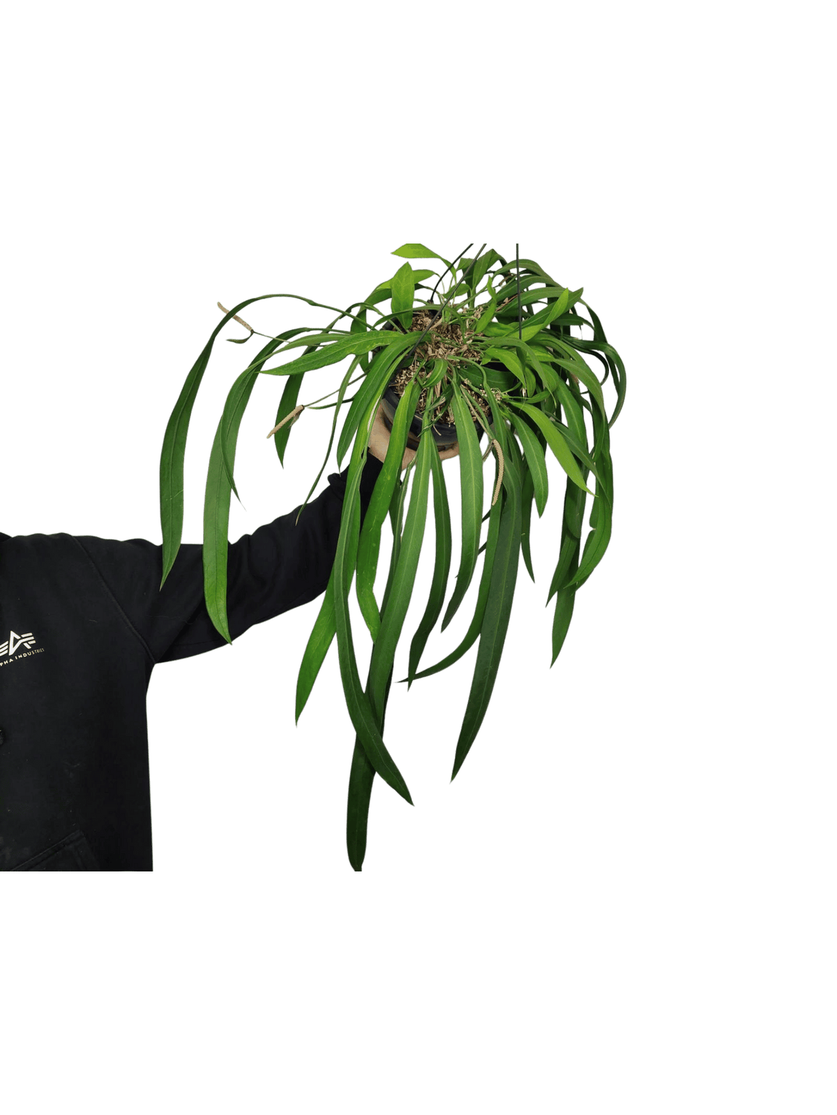 Anthurium Vittarifolium groß