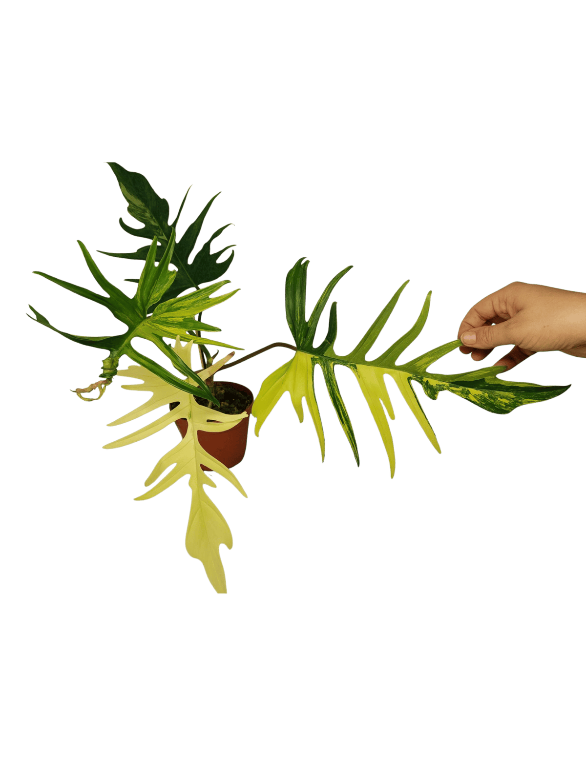 Philodendron Tortum x Florida Beauty Variegata