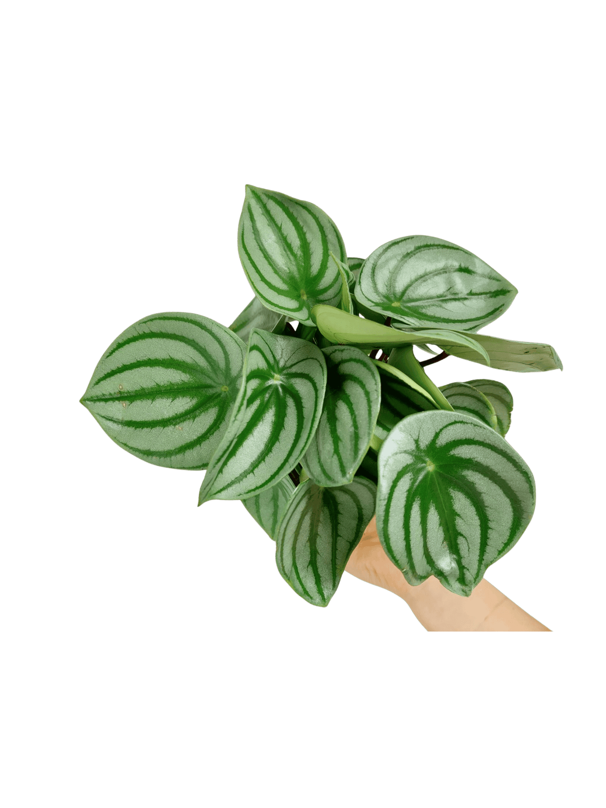 Peperomia Watermelon