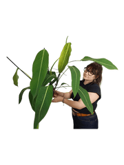 Philodendron Heterocraspedon