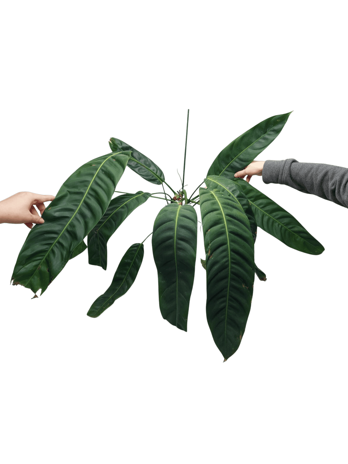 Philodendron Patriciae