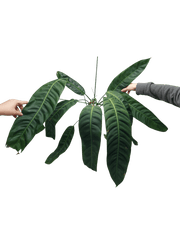 Philodendron Patriciae