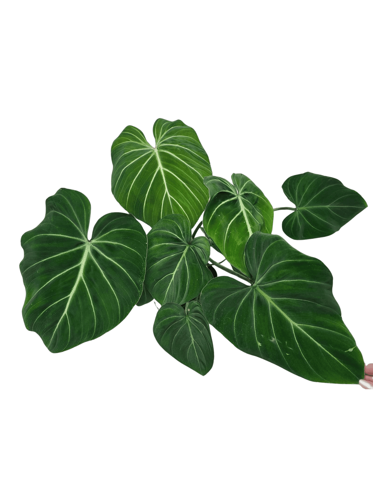 Philodendron Gloriosum White Veins