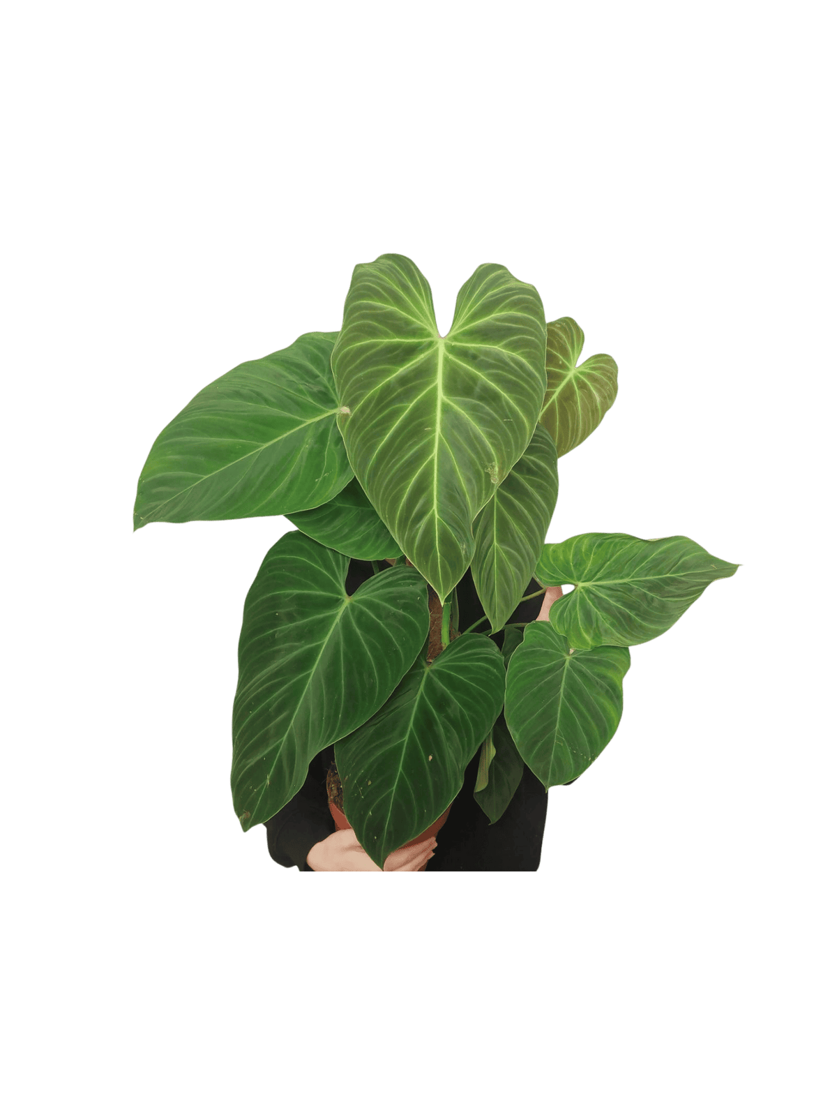 Philodendron Splendid buschig