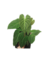 Philodendron Splendid buschig
