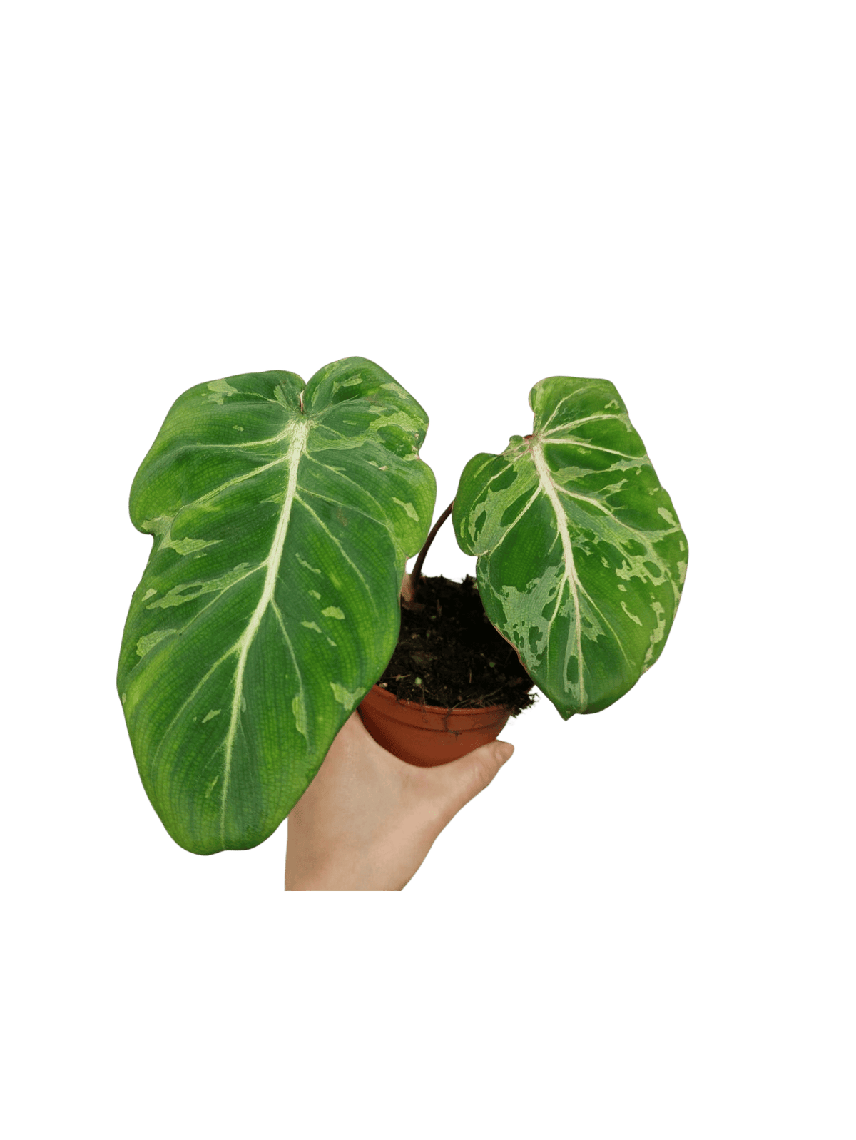 Philodendron Gloriosum Snow Leopard