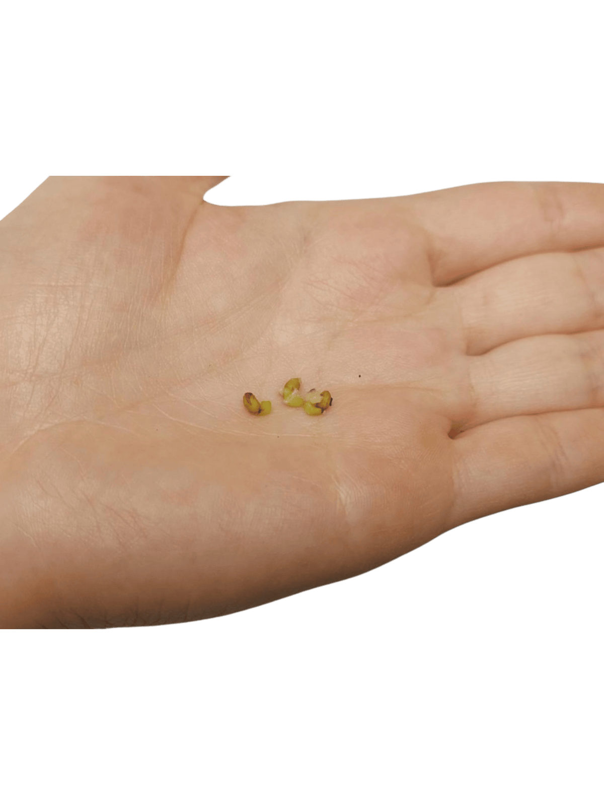 Anthurium Vittarifolium Variegata Samen