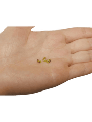 Anthurium Vittarifolium Variegata Samen