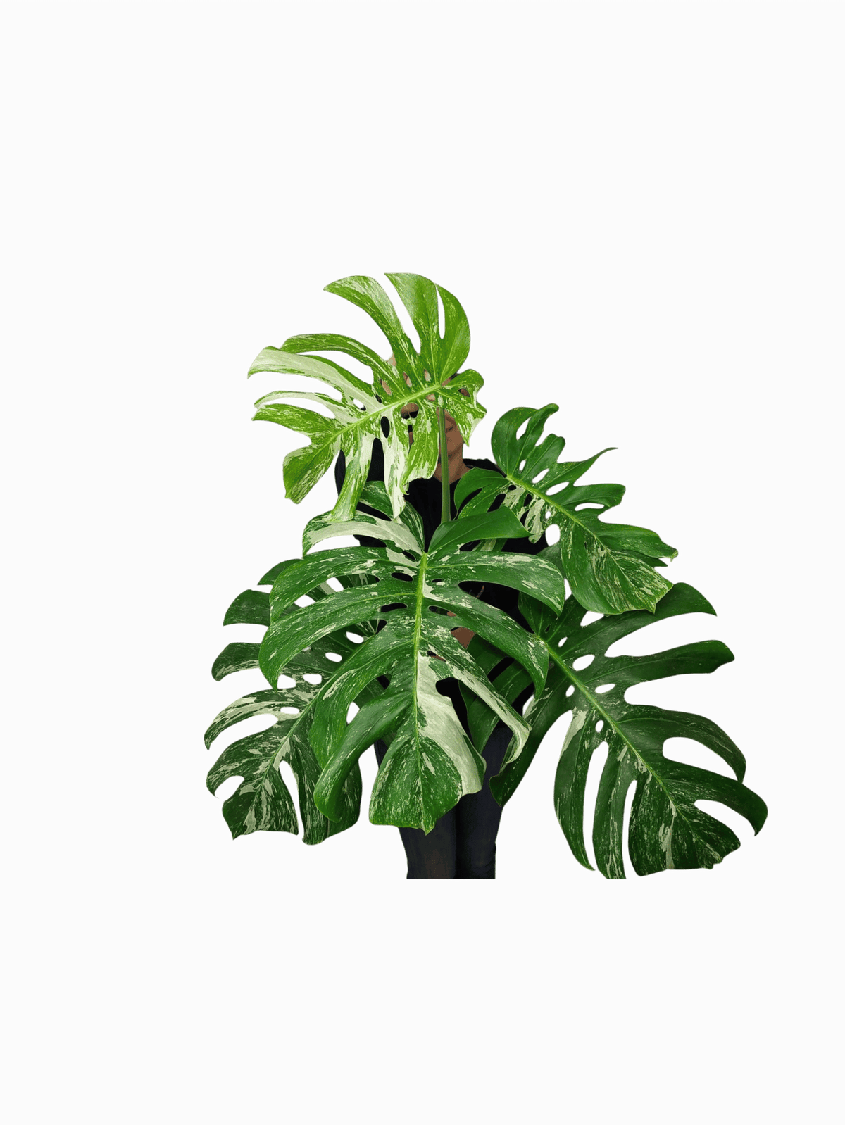 Monstera Variegata Adult