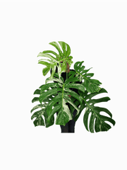 Monstera Variegata Adult