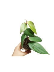 Philodendron Burle Marx Fantasy