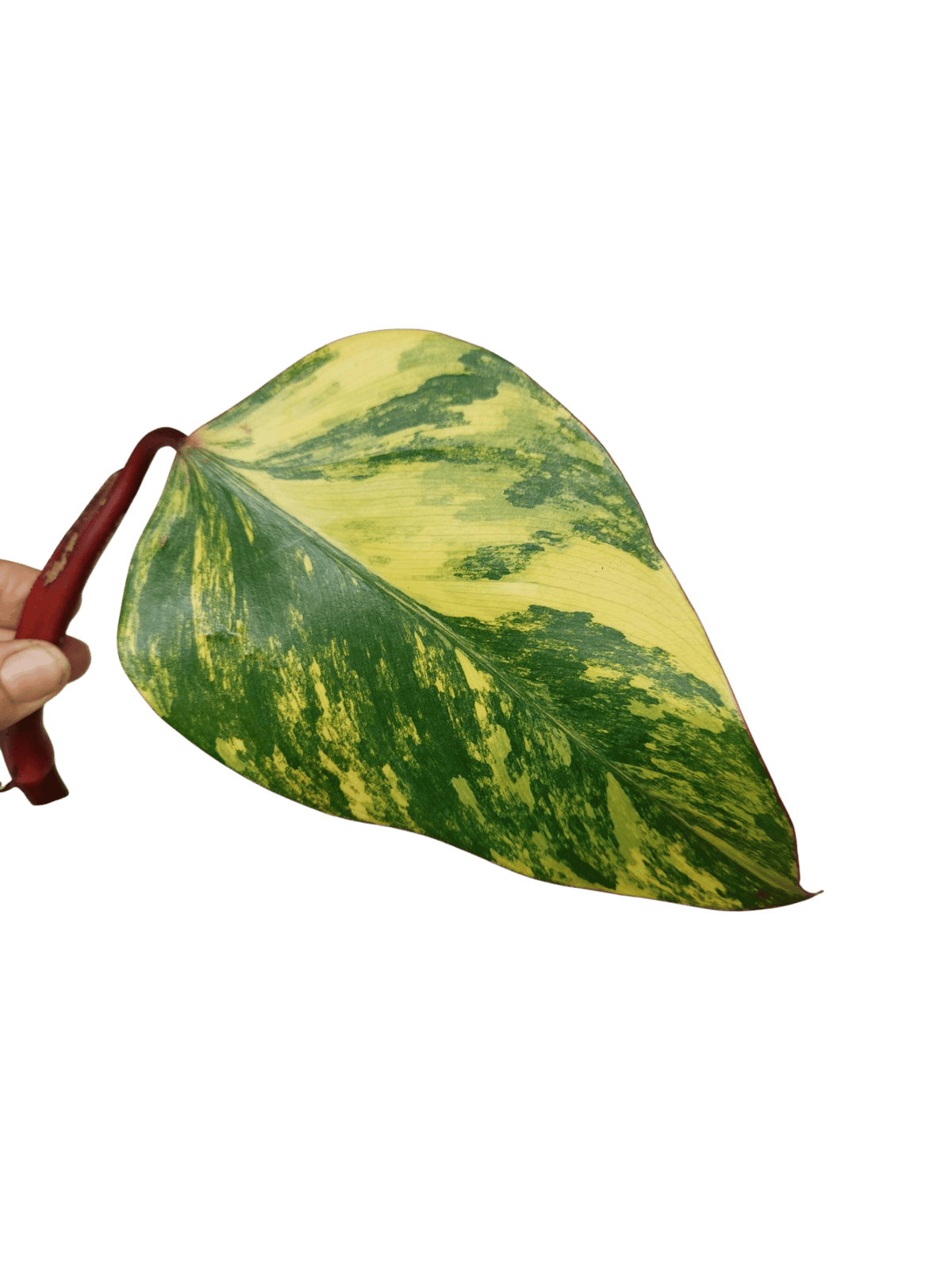 Philodendron Strawberry Shake Steckling