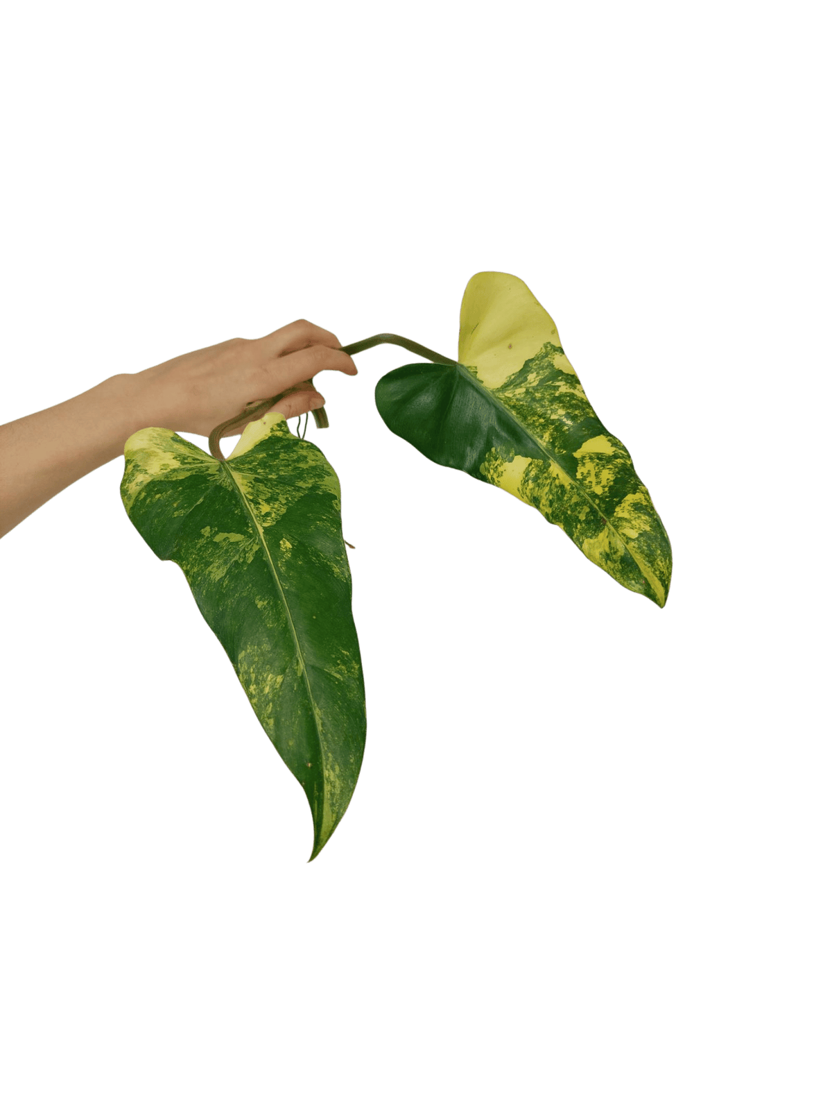Philodendron Domesticum Variegata Steckling