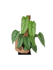 Monstera Siltepecana El Salvador buschig
