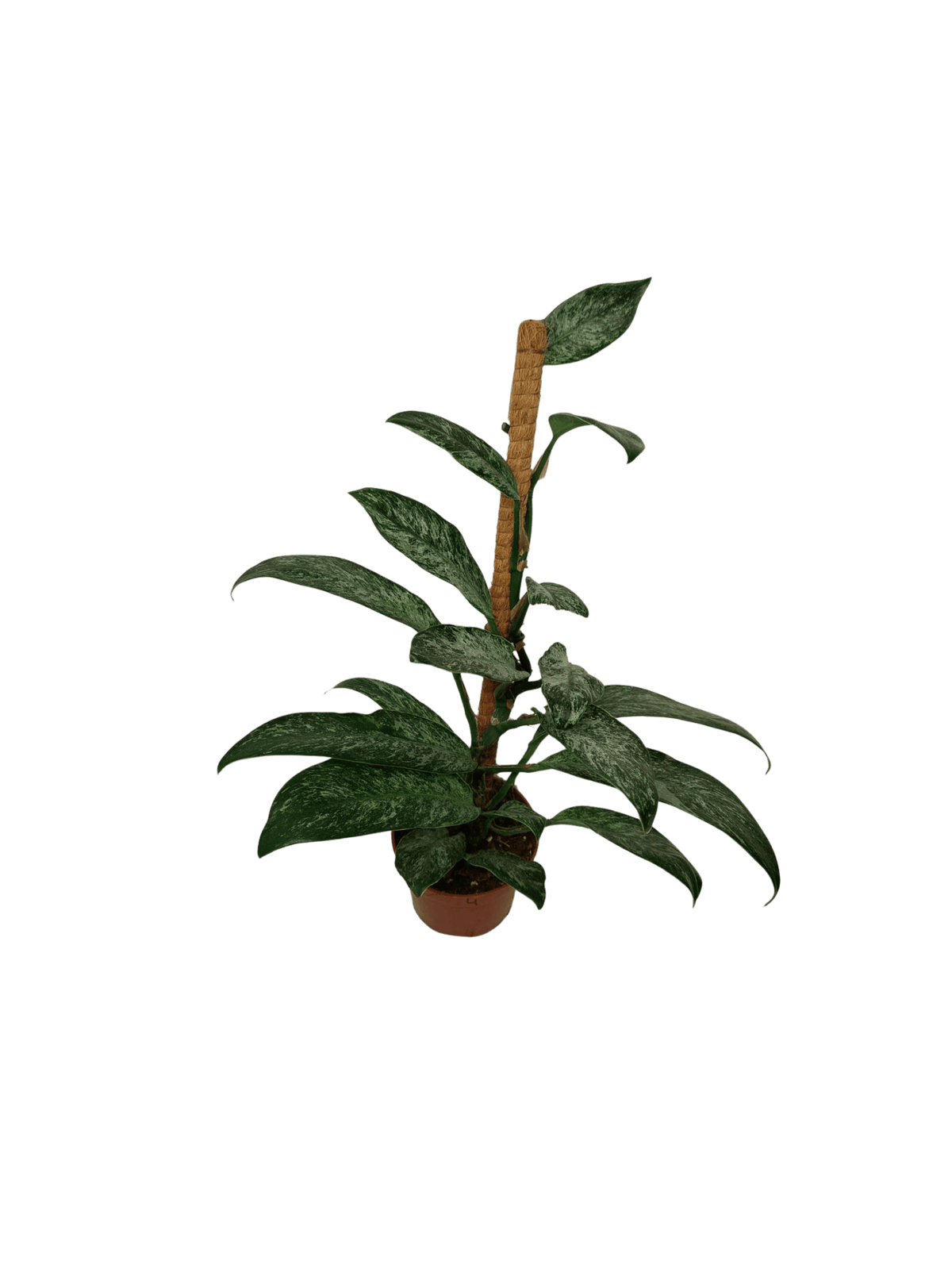 Raphidophora Elliptica Mint