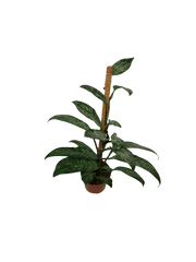 Raphidophora Elliptica Mint
