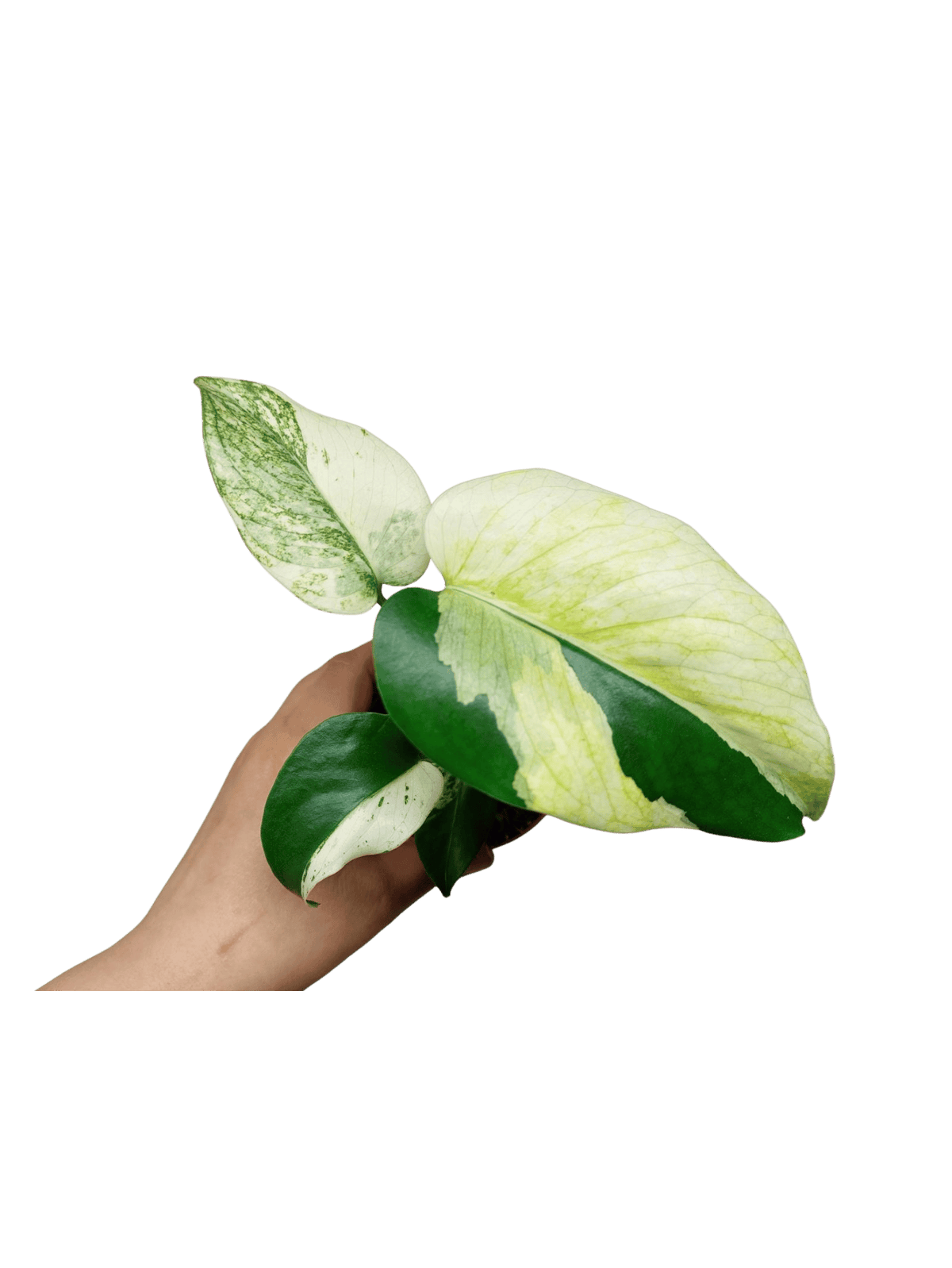 Monstera Jungle Mint