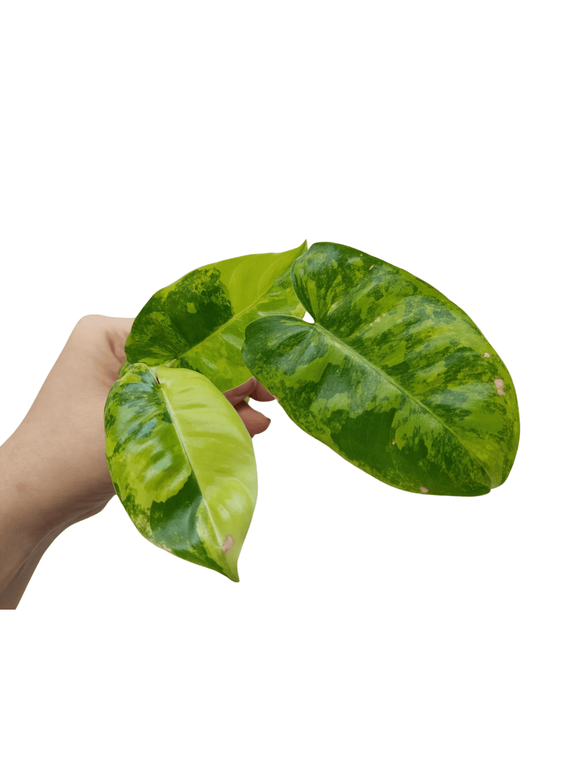 Philodendron Burle Marx Variegata Steckling