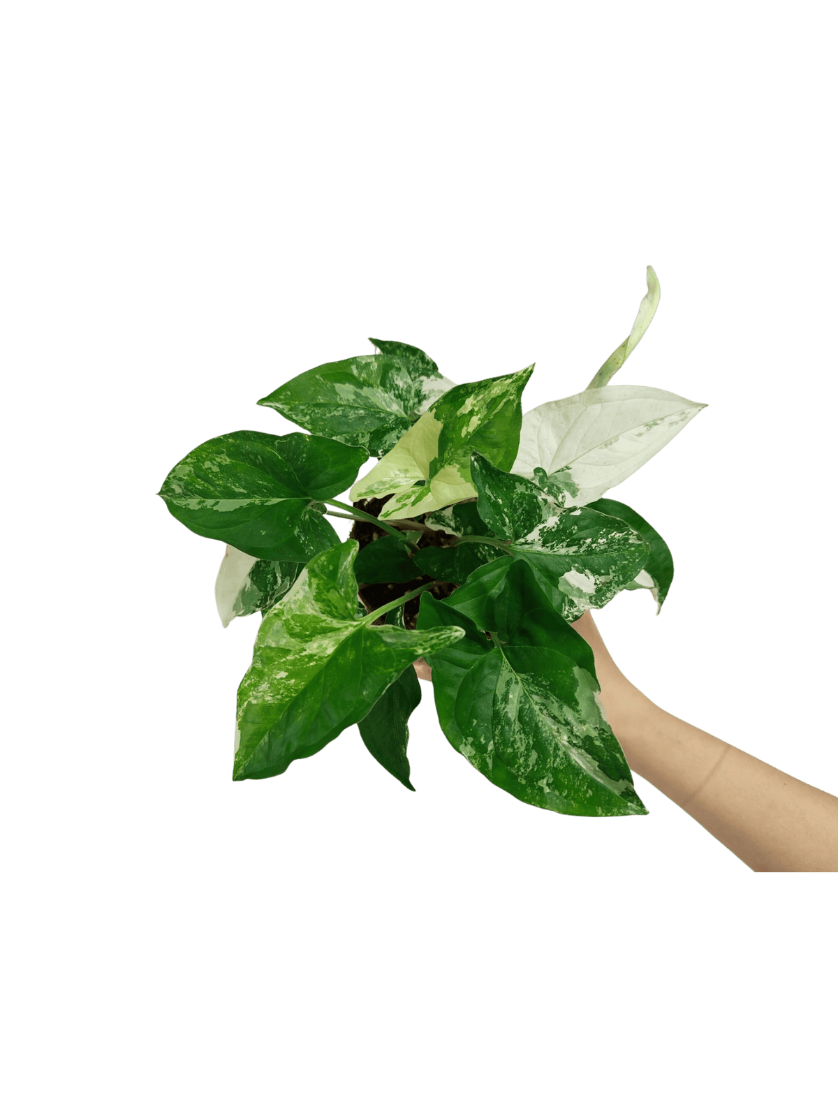 Syngonium Variegata