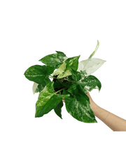 Syngonium Variegata