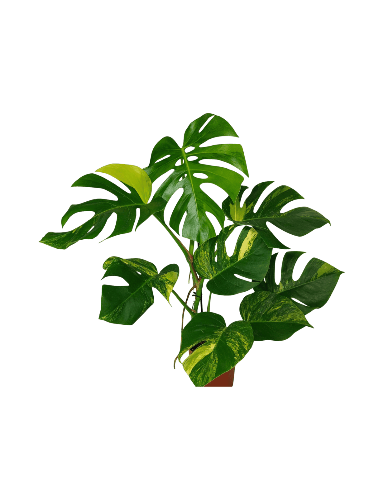 Monstera Aurea