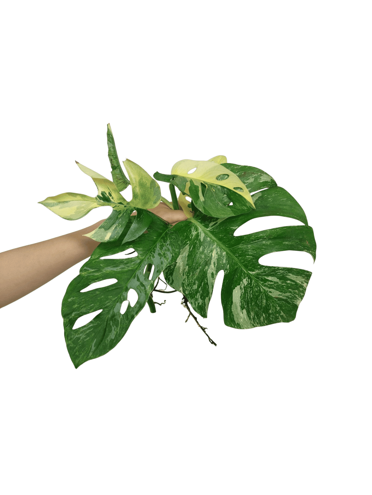 Monstera Stecklingsmix