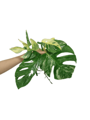 Monstera Stecklingsmix