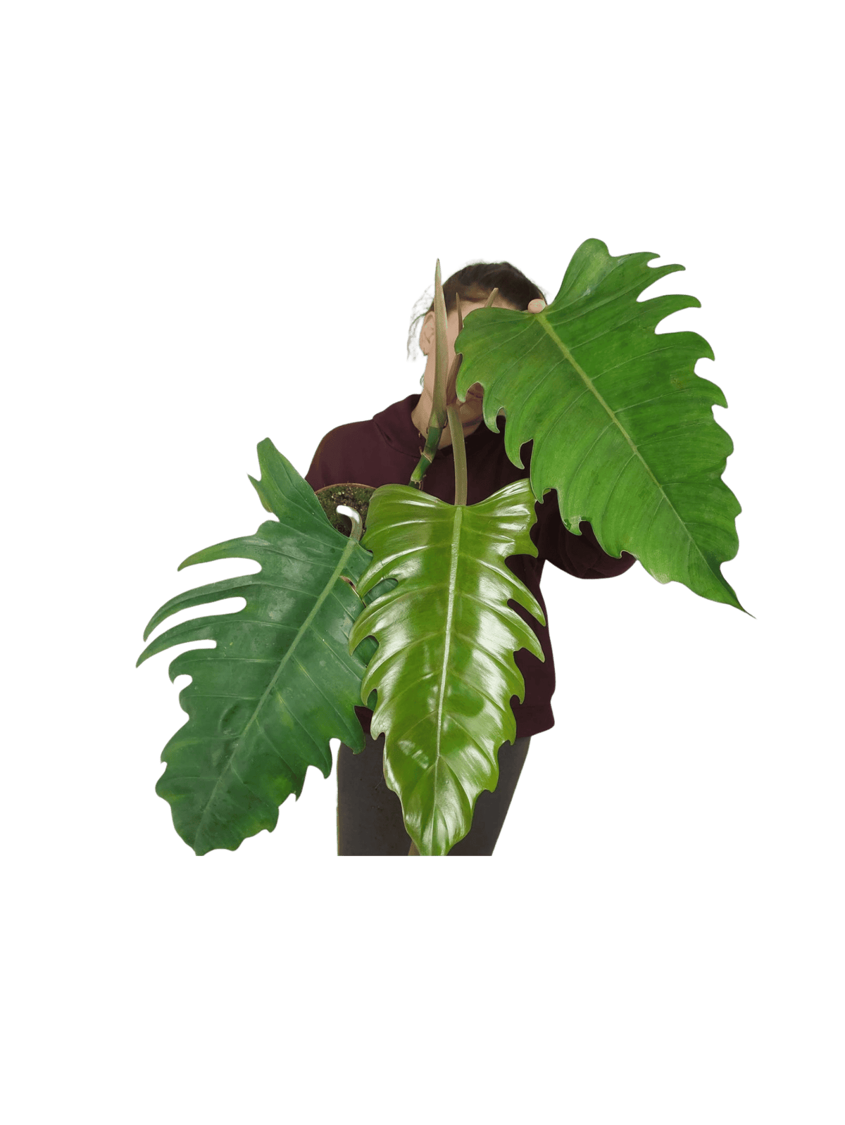 Philodendron Caramel Marble XXL